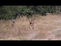 Djuma Private Game Reserve Live Stream