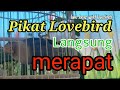 Pikat Lovebird lepas, lovebird liar, lovebird hutan langsung merapat || Lure loose, wild lovebirds