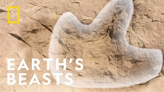 From Evolution To Extinction | Lost Beasts Unearthed | National Geographic UK