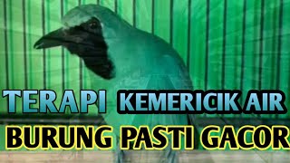 masteran tembakan kasar pijantung dan cucak ijo