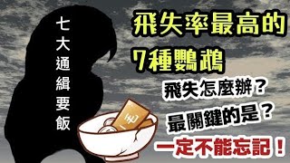 飛失率最高的7種鸚鵡!你家上榜了嗎?寵物鳥飛失怎麼辦?最關鍵的是?  | 精鵡瘋雲ft.屈原之天下鳥事