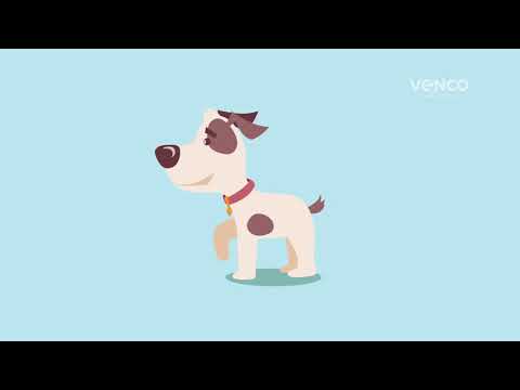 Vídeo: Caminhada canina: como conseguir um bom ritmo aeróbico