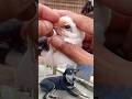 Severe Pigeon Pox Infection – Professional Vet Treatment