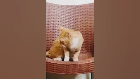 Video 4823771: catlover grooming, cats catlover cute funny