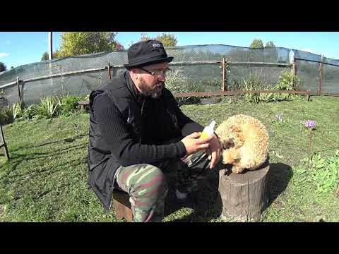 Видео: Как держать собаку от жевания ковра