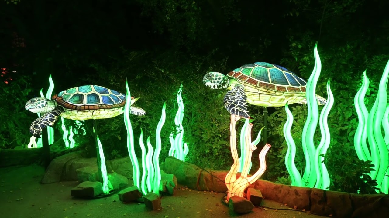 MAGIC OCEAN - ZOO VAN ANTWERPEN