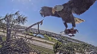 Bald Eagle brings food to entice young eagle to return to nest