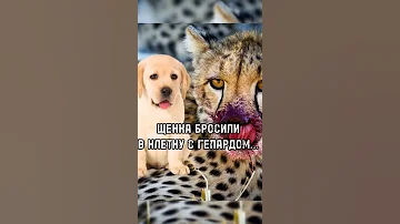 Щенка Бросили в Клетку с Гепардом...🥺 #shorts