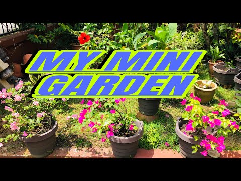 MY MINI GARDEN UPDATE #garden #adventure #trending #viralvideo #asmr