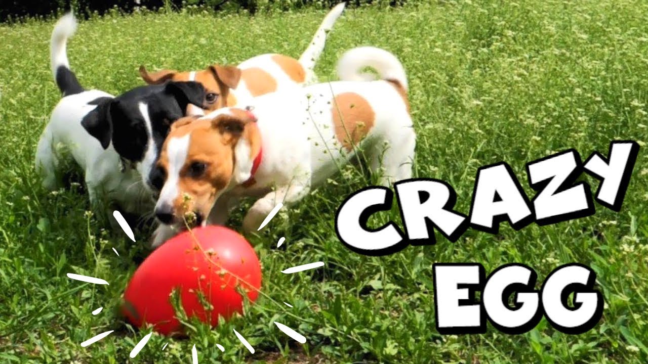 Jolly Egg Dog Toy My Dogs Plaing with a Jolly Egg YouTube