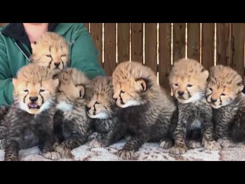 7 Baby Cheetahs Enter the World