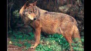 LOBO IBÉRICO FOI FILMADO NUMA ESTRADA EM VALENÇA