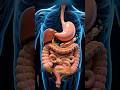 How Your Small & Large Intestine Absorbs Nutrients and Removes Waste #shorts