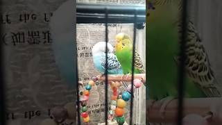 First time 👍🦜 #birds #talkingparrot #parrot #shorts