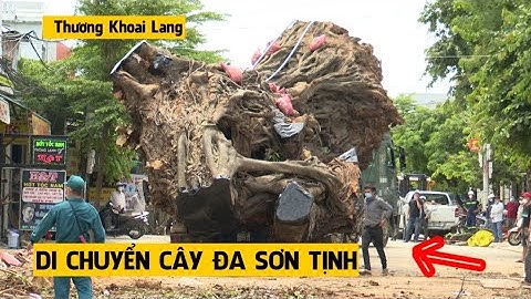 HỒI HỘP DI DỜI CÂY ĐA SƠN TỊNH VỀ NÚI THIÊN BÚT TRỒNG LẠI