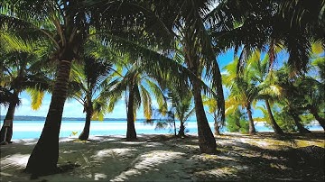 HD Palm Trees  | Loop