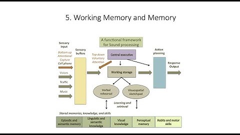 7.5. , Fundamentals of Cognitive Neuroscience Course, Session 7, Part 5