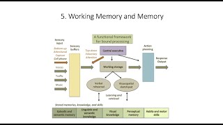 7.5. , Fundamentals of Cognitive Neuroscience Course, Session 7, Part 5