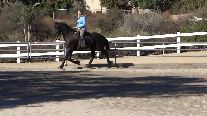 VIKING Black Friesian & Christina Willard (HD) Tra...