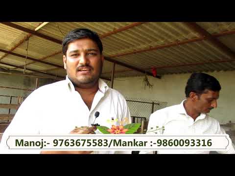 Beetal For Sales At Sky Goat Club| स्काय शेळ्या क्लब येथे विक्रीसाठी बीटल|Hindi