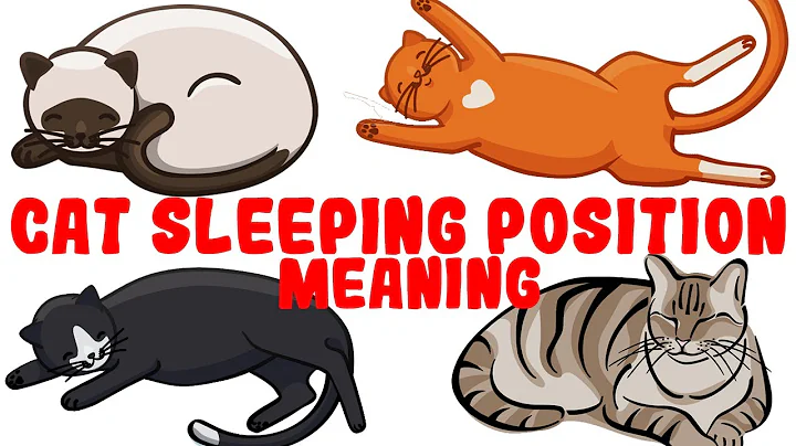 What Your Cat's Sleeping Position Reveals About Their Health and Personality - DayDayNews