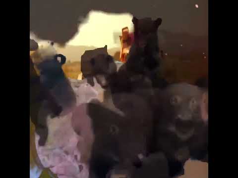 Bear Party Bus Preview