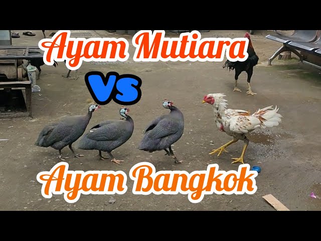 PERTARUNGAN SENGIT AYAM MUTIARA VS AYAM BANGKOK 🦾🦾🦾 class=