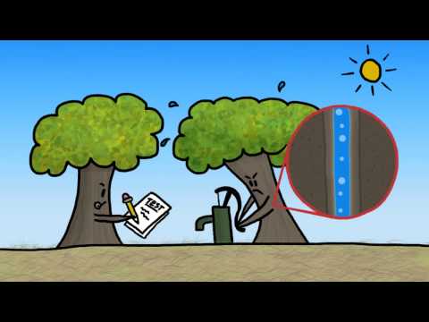 How do Trees Survive Winter