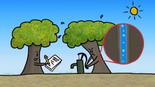 How do Trees Survive Winter