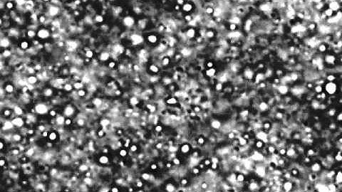 Milk under a Microscope