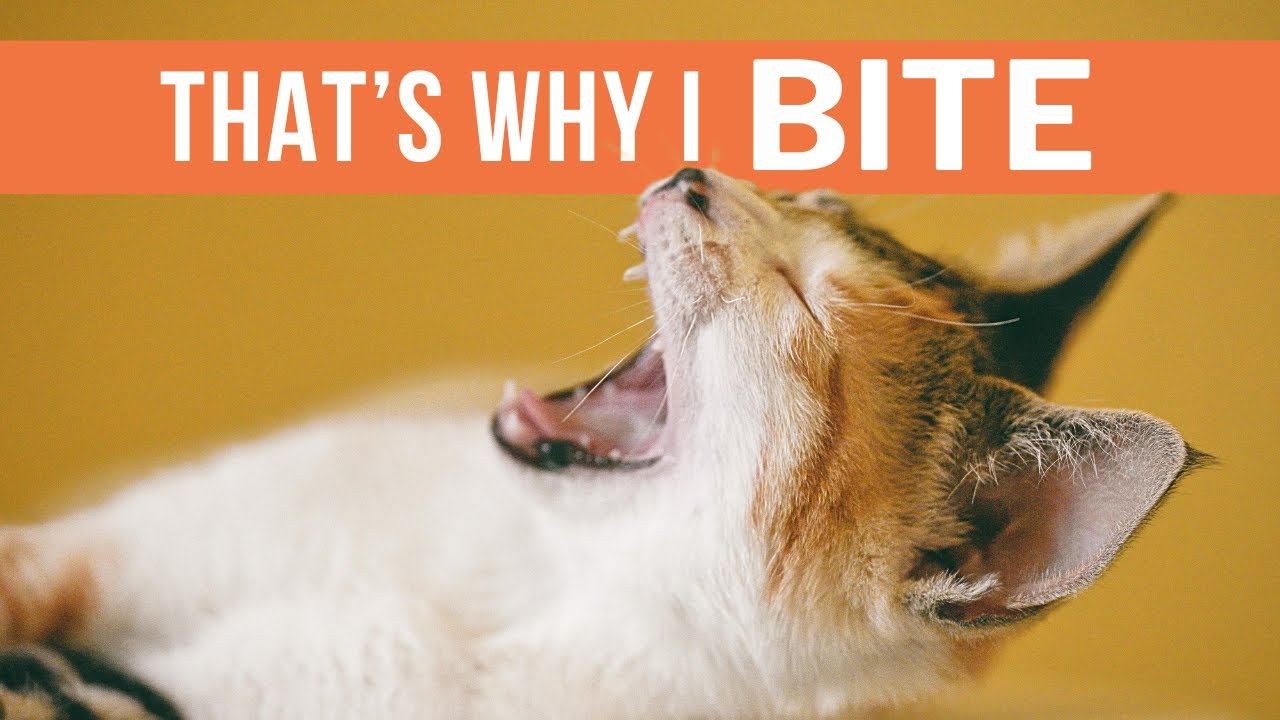 Why Cats Bite? - 5 Reasons Your Cat Bites You (and How to Make It Stop)