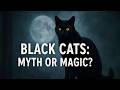 Are Black Cats Really Bad Luck | The Dark Truth Behind History’s Most Misunderstood Cats