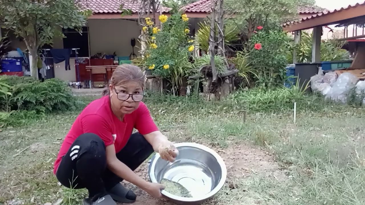 เก็บเมล็ดสลัดไว้ทำพันธุ์ต่อค่ะ #เกษตรพอเพียง #วิถีคนทำสวน