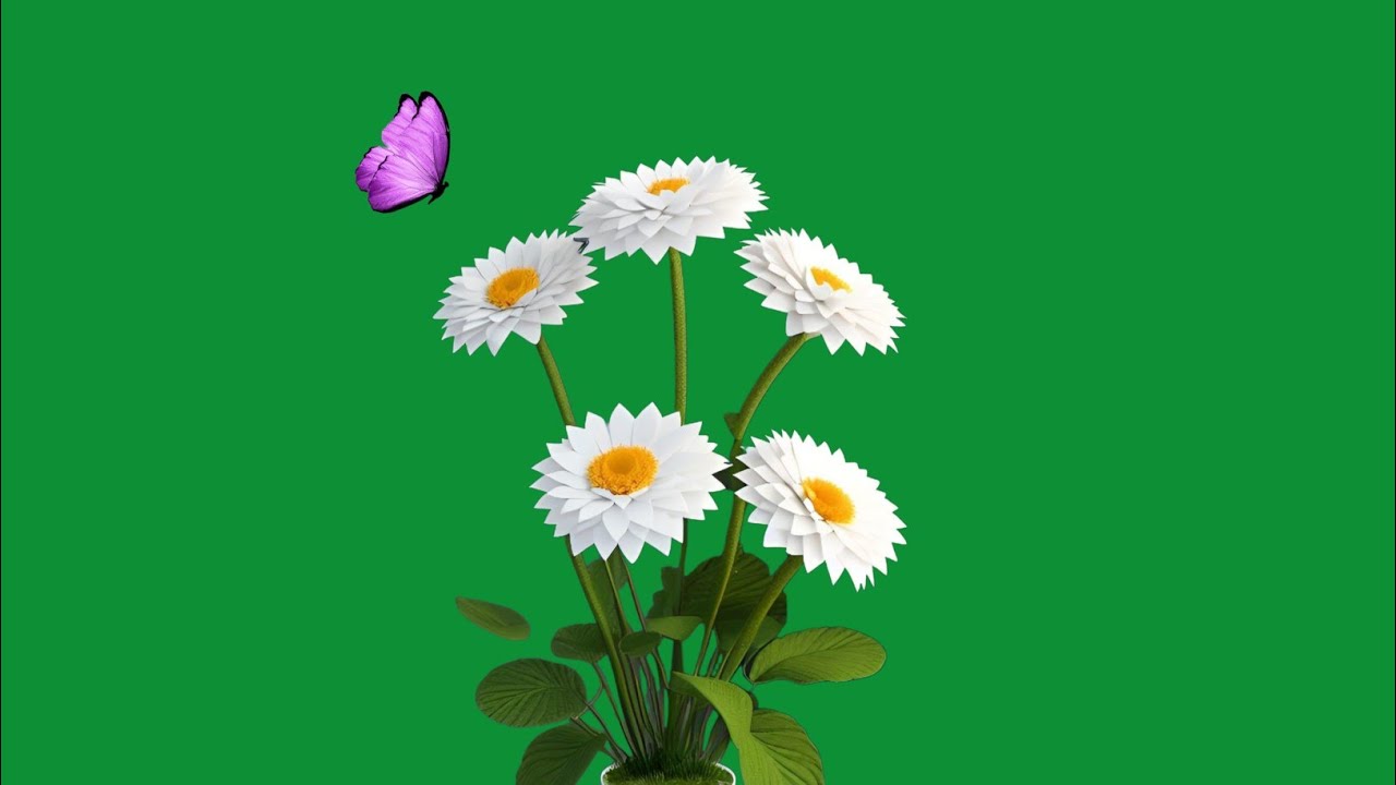 White flowers green screen | green screen flower effect | flowers green