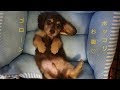 【愛犬】新しい家族!子犬のミニチュアダックス♡
