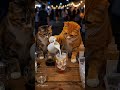The cat making a coffee☕️😺 #shortvideo #shortsfeed
