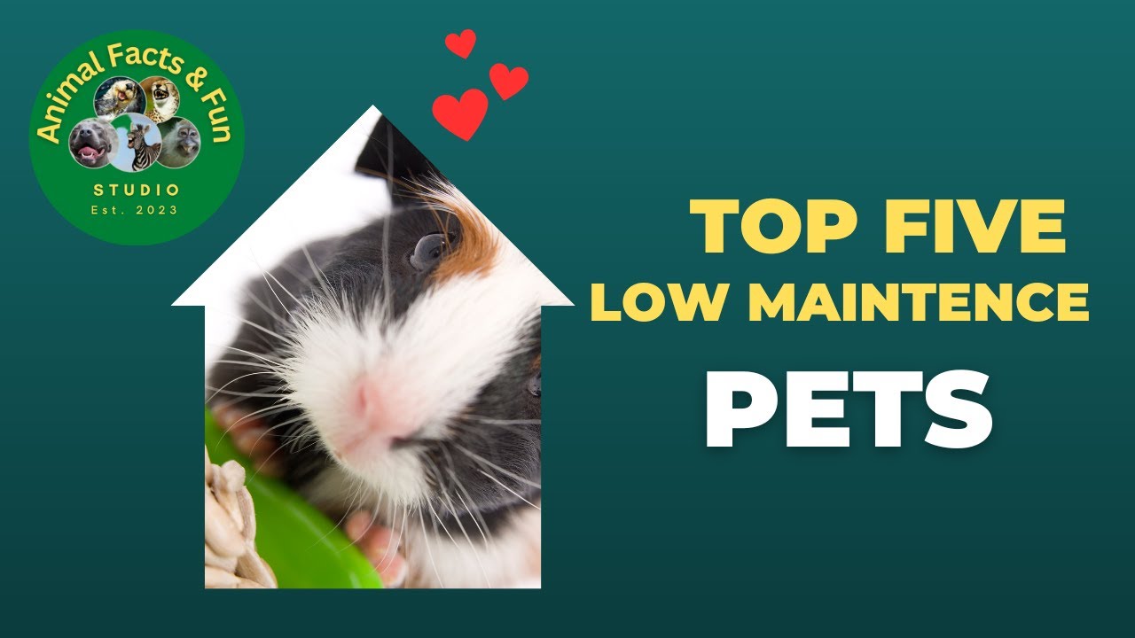 Five Of The Best Low Maintenance Pets. What Pet Is Your Favorite