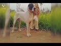 Pakistani bully dogs whatsapp status