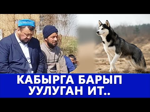 Бейне: Ит тұмауының белгілері: не іздеу керек