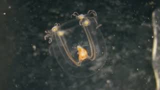 Bougainvillia hydrozoan jellyfish moving tentacles under microscope iNaturalist 348105147