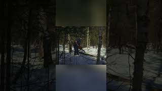 Husqvarna 262XP Chainsaw Action Cutting Down a Small Tree