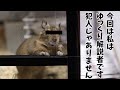 【ゆっくり解説】デグーを飼っているなら絶対に知っておかなければいけないこと