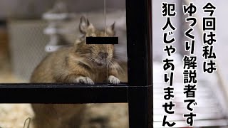 【ゆっくり解説】デグーを飼っているなら絶対に知っておかなければいけないこと