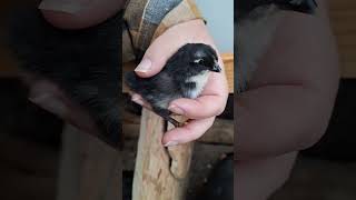 Baby chicks! Our black copper marans are broody & we let them keep some eggs. #chickens #babychicks