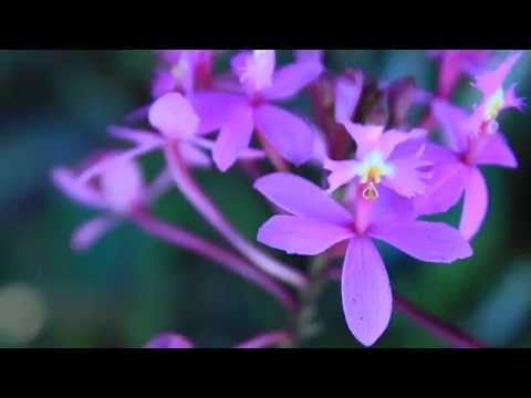 Video: Growing Epidendrum-orkideer - Sådan plejer du epidendrums