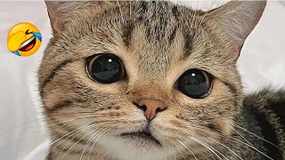 Rolling in the Aisles: Check Out the Top Cat Videos of 2024 for Side-Splitting Laughs! 😹🎬 by Yufus 6,837 views 2 weeks ago 8 minutes, 1 second