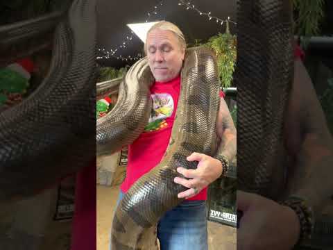 Giant Anaconda Wraps Mans Whole Body...😳👀