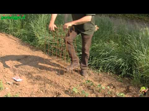 Video: Informazioni sui fagioli borlotti - Suggerimenti per coltivare i fagioli borlotti