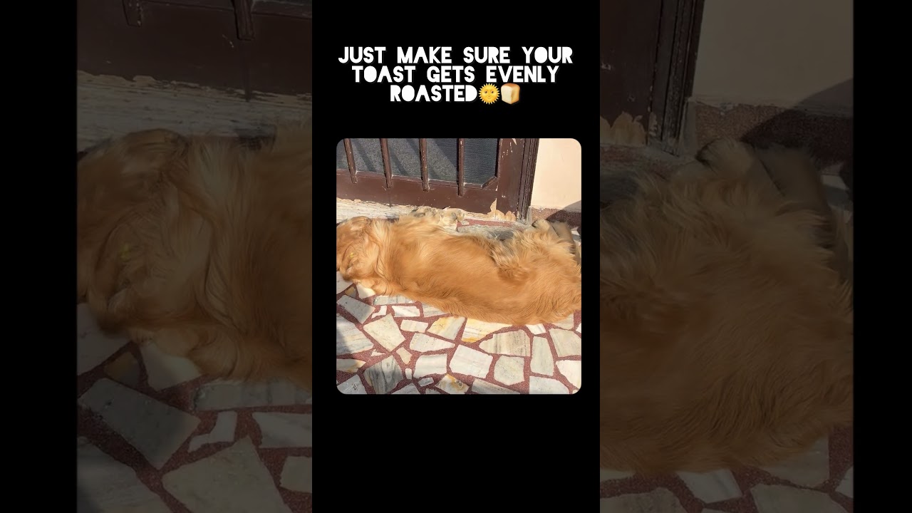 Roasting my Toast 🐶🔥 