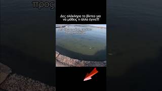 Δες ολόκληρο το βίντεο!!! #ψάρεμα #fishing #bait